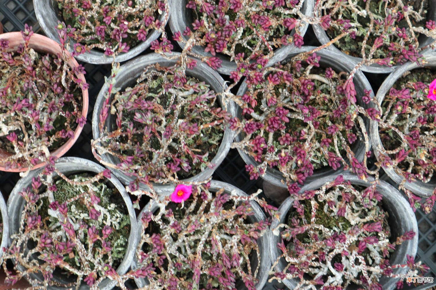 多肉植物怎么养活