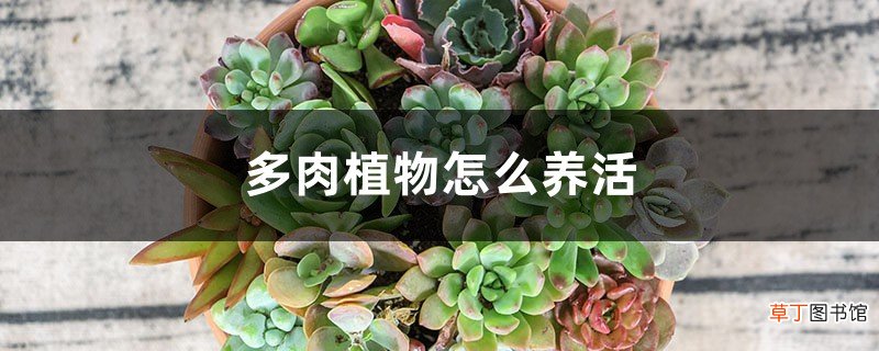 多肉植物怎么养活