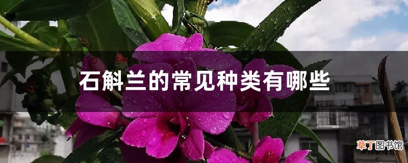 石斛兰的常见种类有哪些