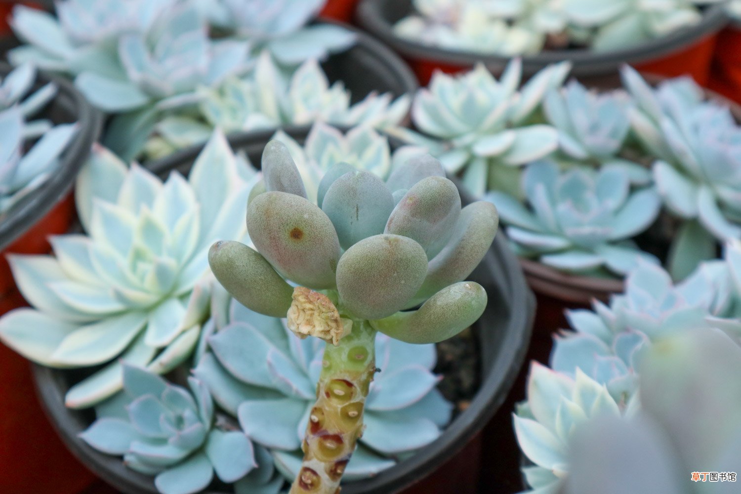 图解 多肉植物根系清洗