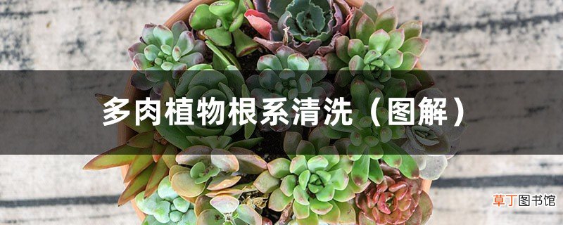 图解 多肉植物根系清洗