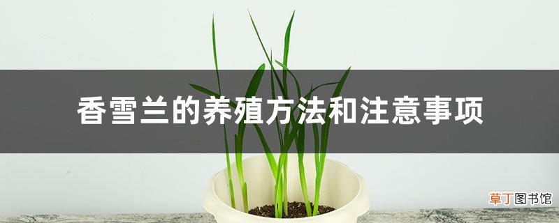 香雪兰的养殖方法和注意事项