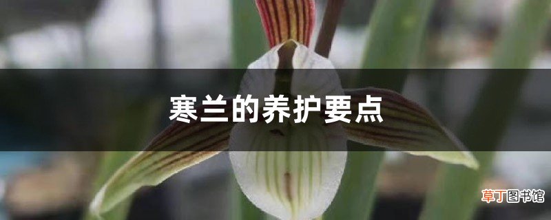 寒兰的养护要点