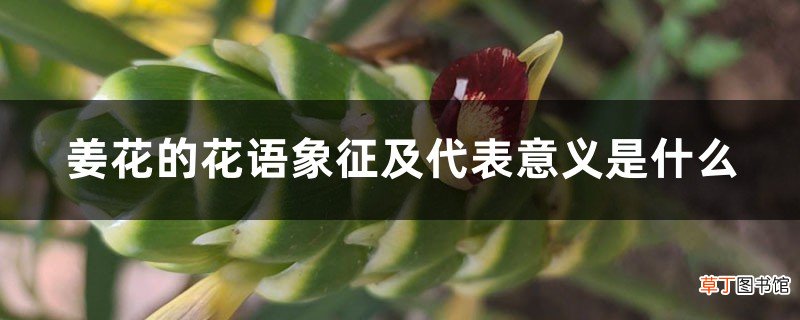 姜花的花语象征及代表意义是什么