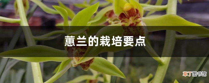 蕙兰的栽培要点