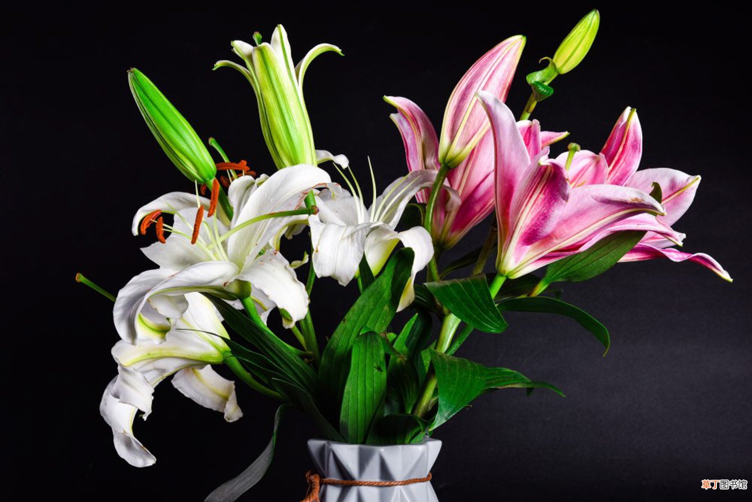 百合花怎么种植和养护