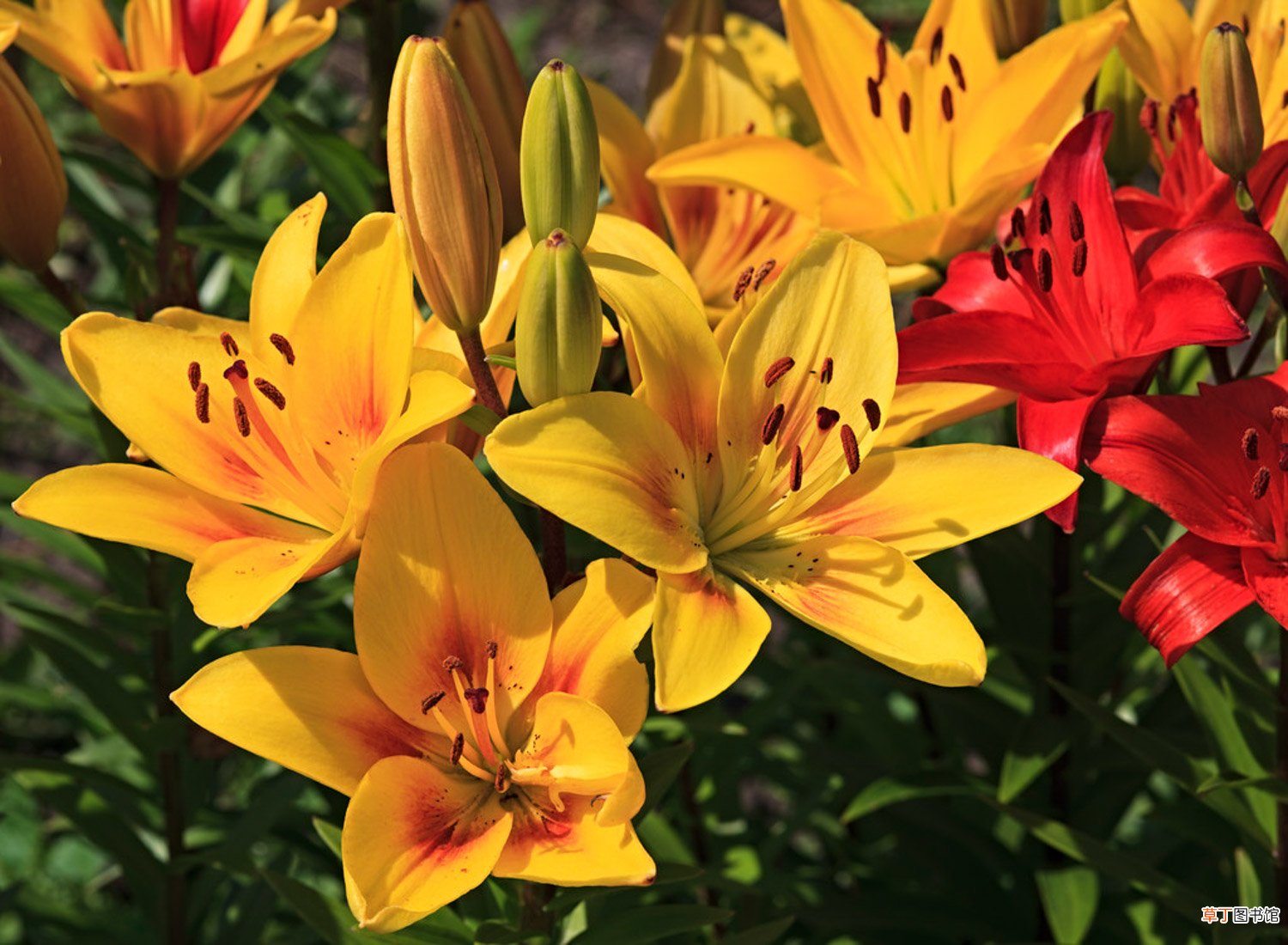 百合花怎么种植和养护