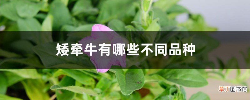 矮牵牛有哪些不同品种