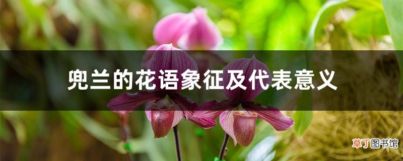兜兰的花语象征及代表意义