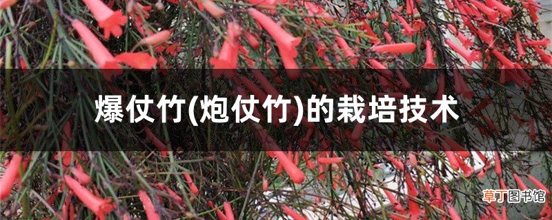 炮仗竹 爆仗竹的栽培技术