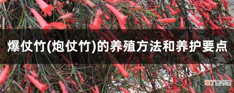 炮仗竹 爆仗竹的养殖方法和养护要点