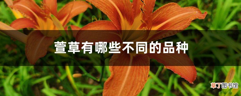 萱草有哪些不同的品种