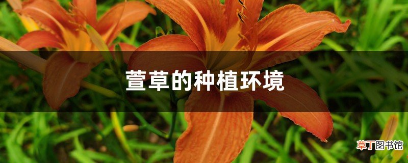 萱草的种植环境
