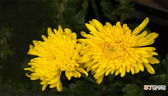 重阳节风俗有哪些