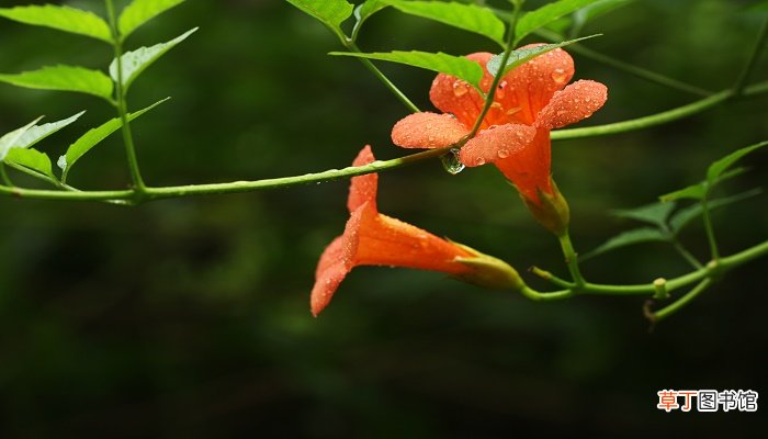 凌霄花的寓意象征