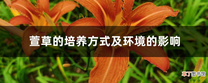 萱草的培养方式及环境的影响