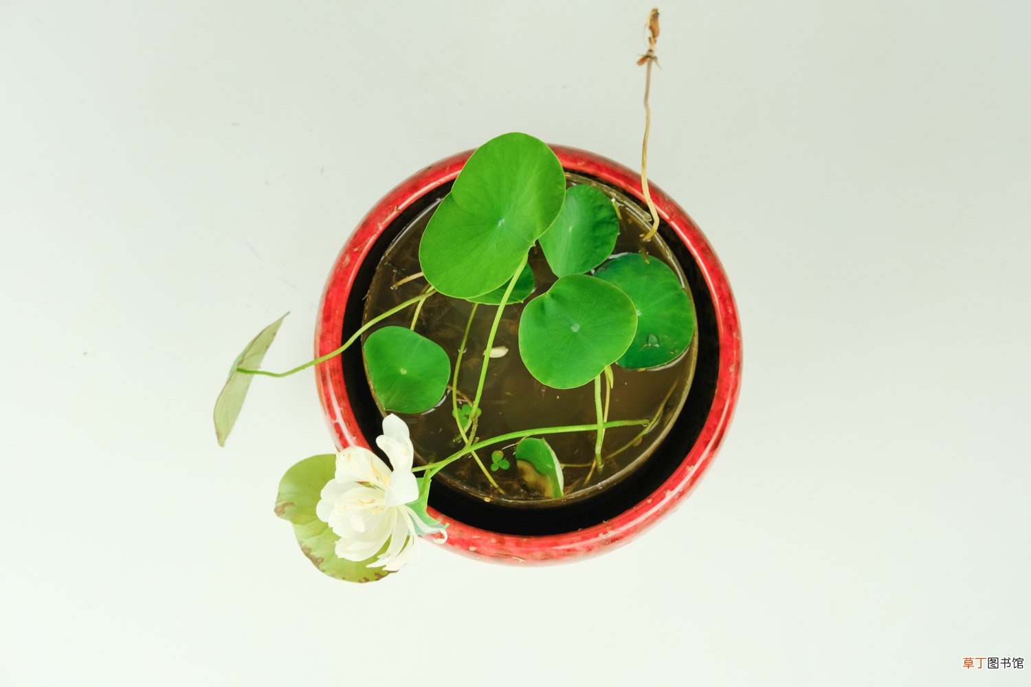 碗莲的品种大全