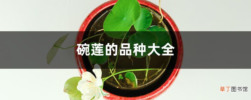 碗莲的品种大全