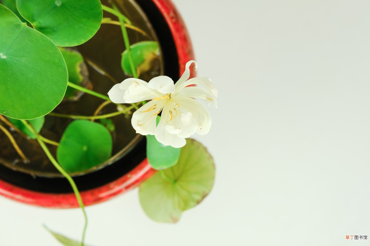 碗莲的品种大全