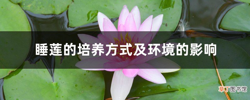 睡莲的培养方式及环境的影响