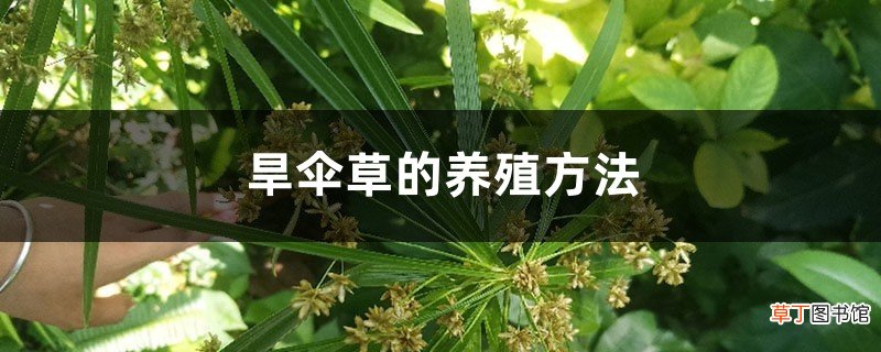 旱伞草的养殖方法