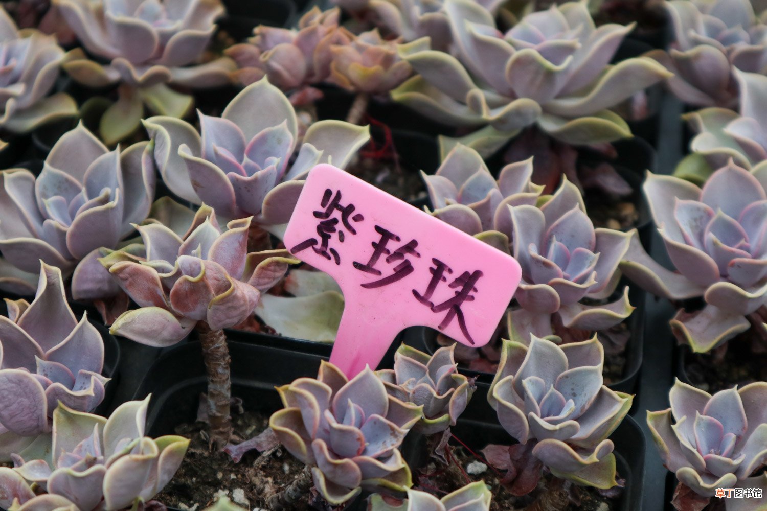 紫珍珠的养殖方法及注意事项