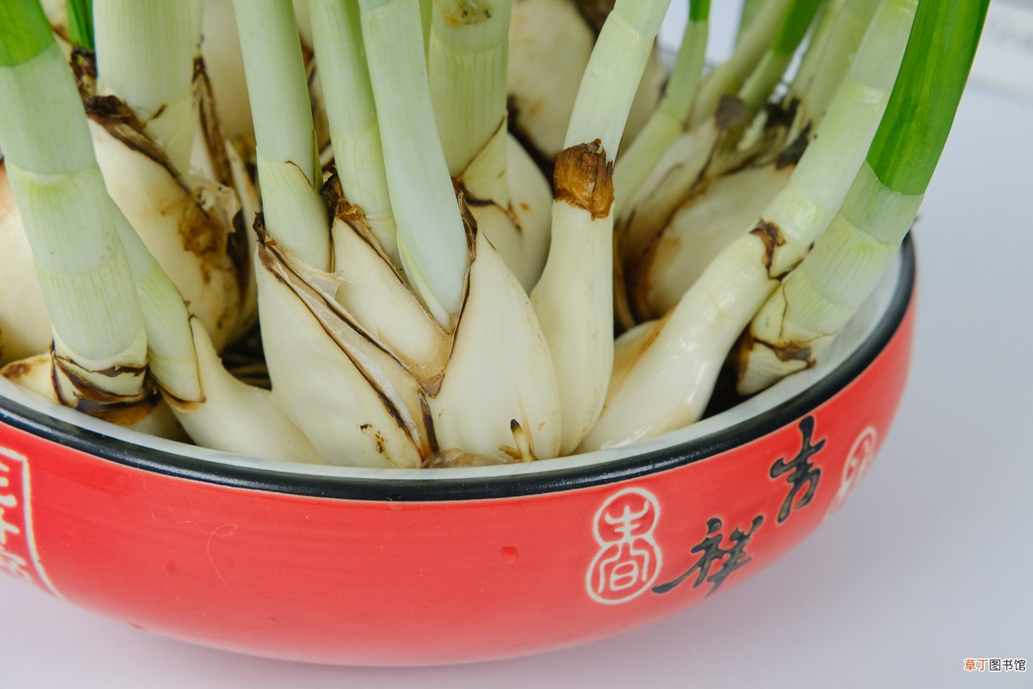 水仙花有哪些种类