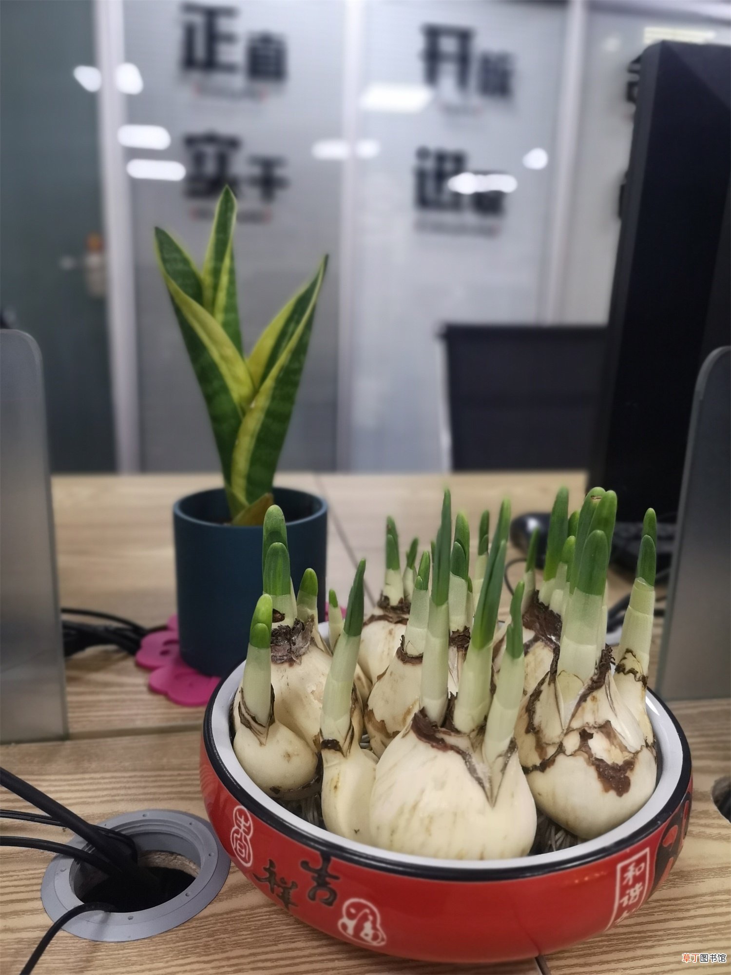 水仙花对生长环境的要求有哪些