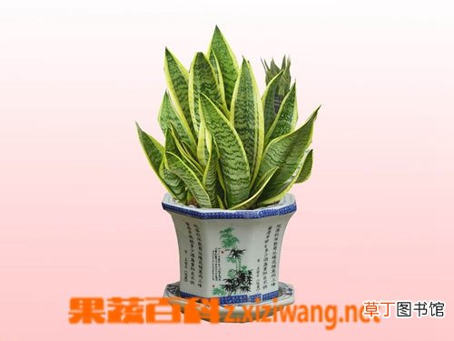 红蓼的功效与作用