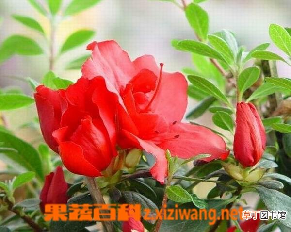 大白杜鹃的功效与作用