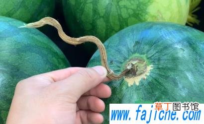 好吃的西瓜怎么听 挑西瓜怎么听声音