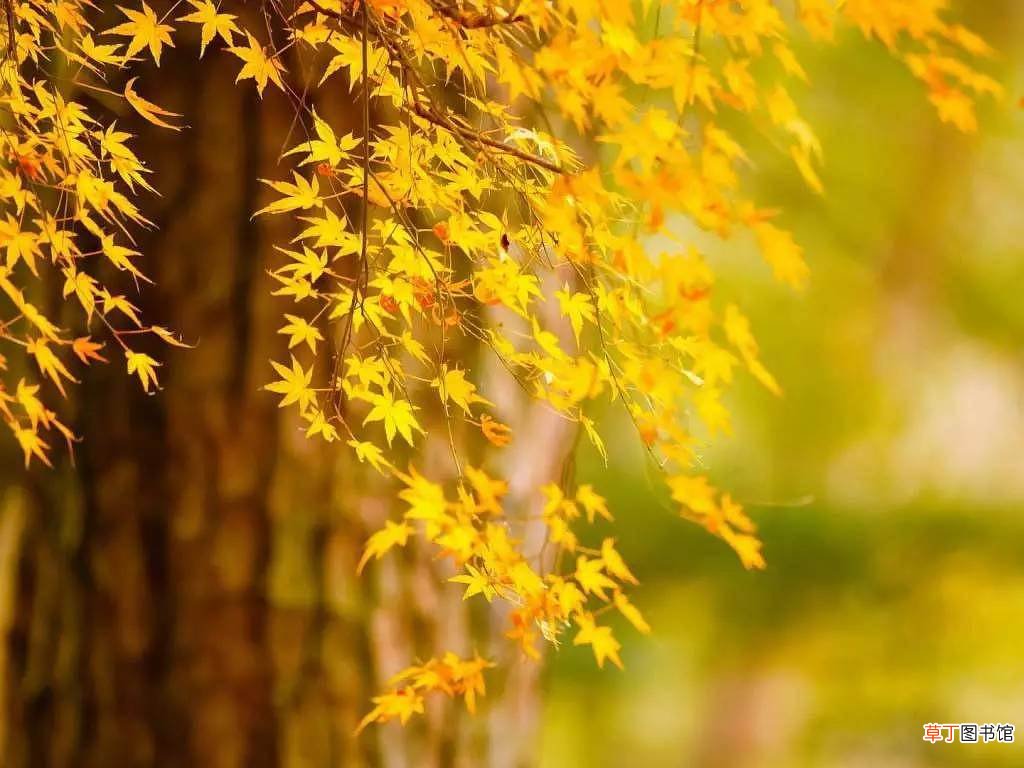 秋分后面的节气是什么?秋分是第几个节气