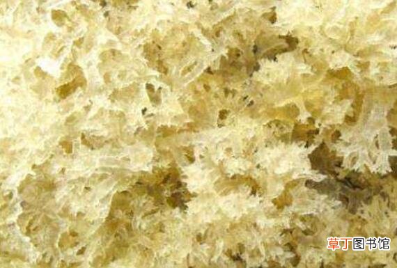 吃竹燕窝的功效与作用