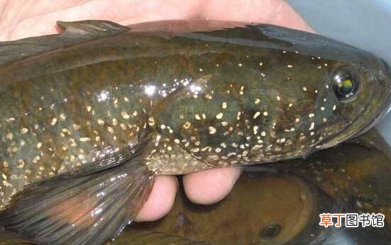七星鱼和黑鱼的区别