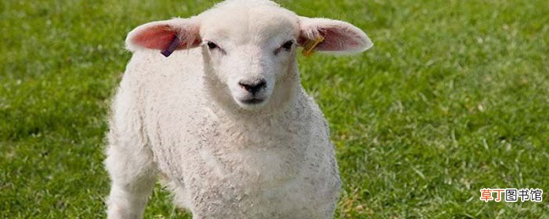 pashmina是什么面料 pashm是什么面料成分