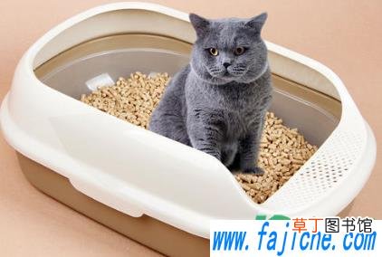 松木猫砂用什么猫砂盆 单层猫砂盆怎么用松木