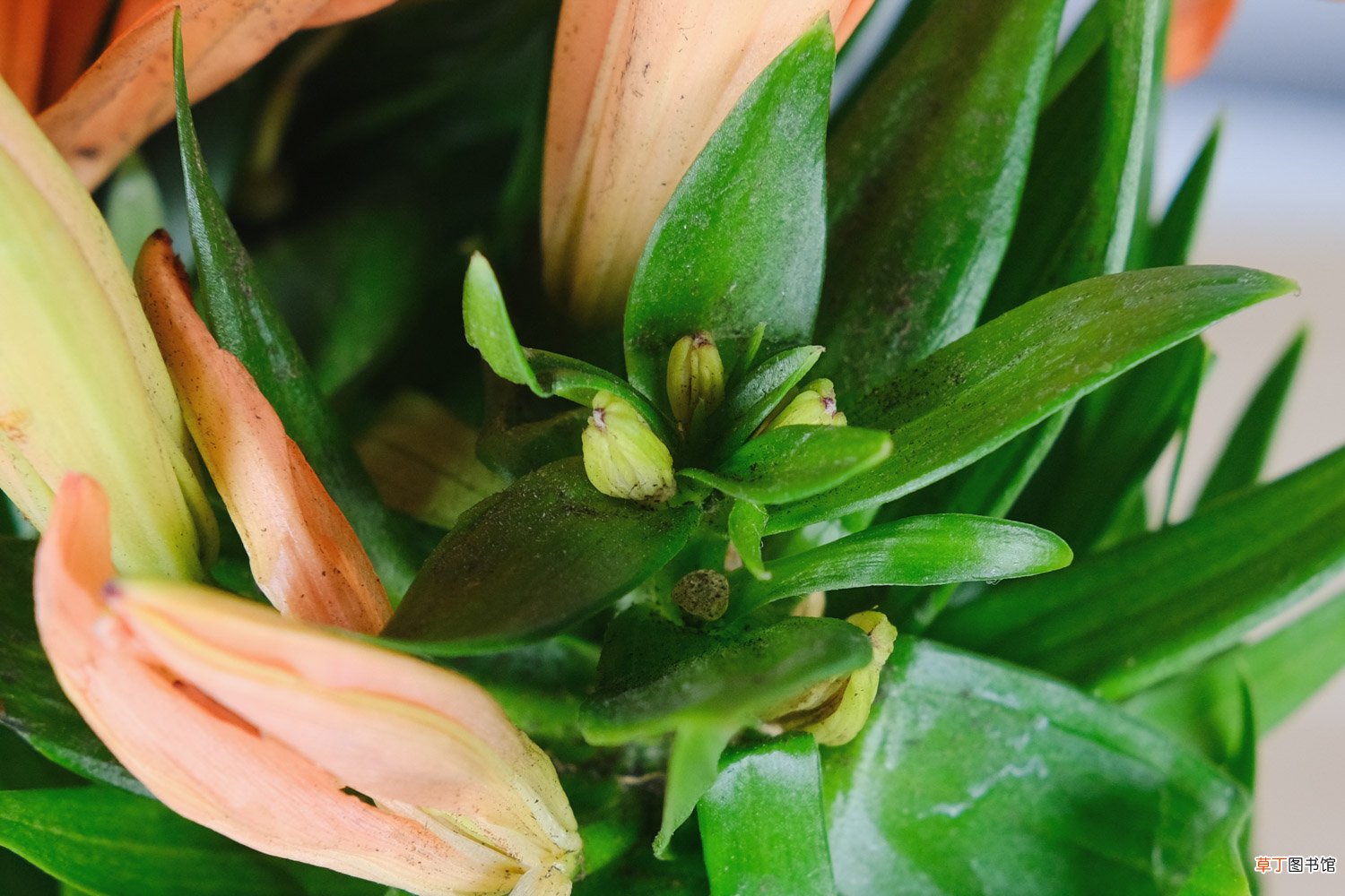 百合花的开放时间