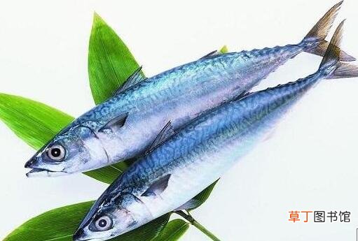 鲅鱼不能和什么一起吃 鲅鱼的食用禁忌