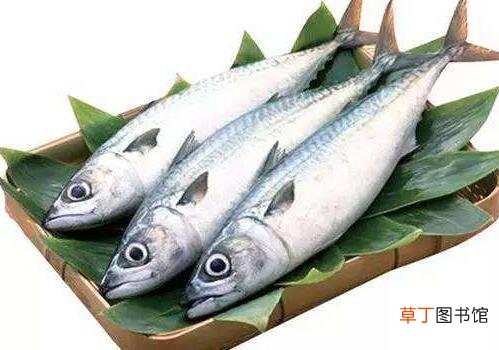 鲅鱼不能和什么一起吃 鲅鱼的食用禁忌