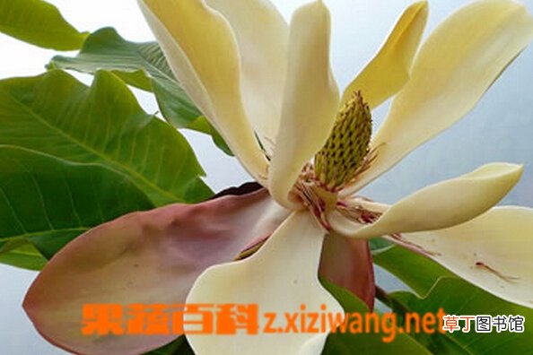 厚朴花的功效与作用