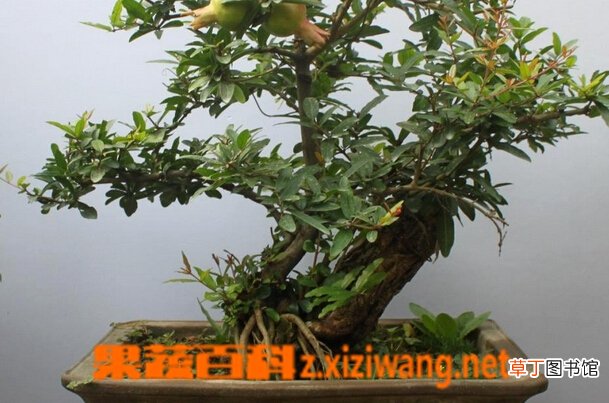 盆栽石榴树的种植方法