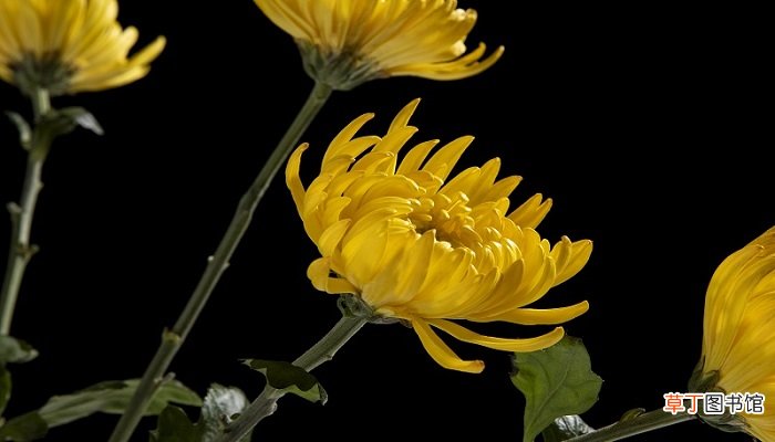 菊花代表什么象征意义