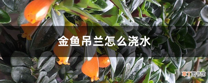 四季浇水方法 金鱼吊兰多长时间浇水