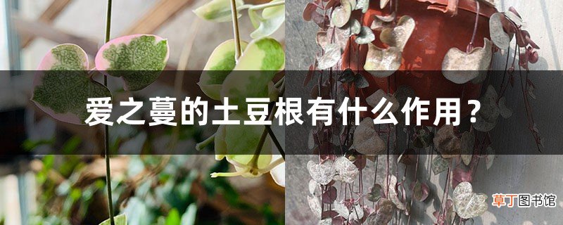 爱之蔓的土豆根有什么作用？