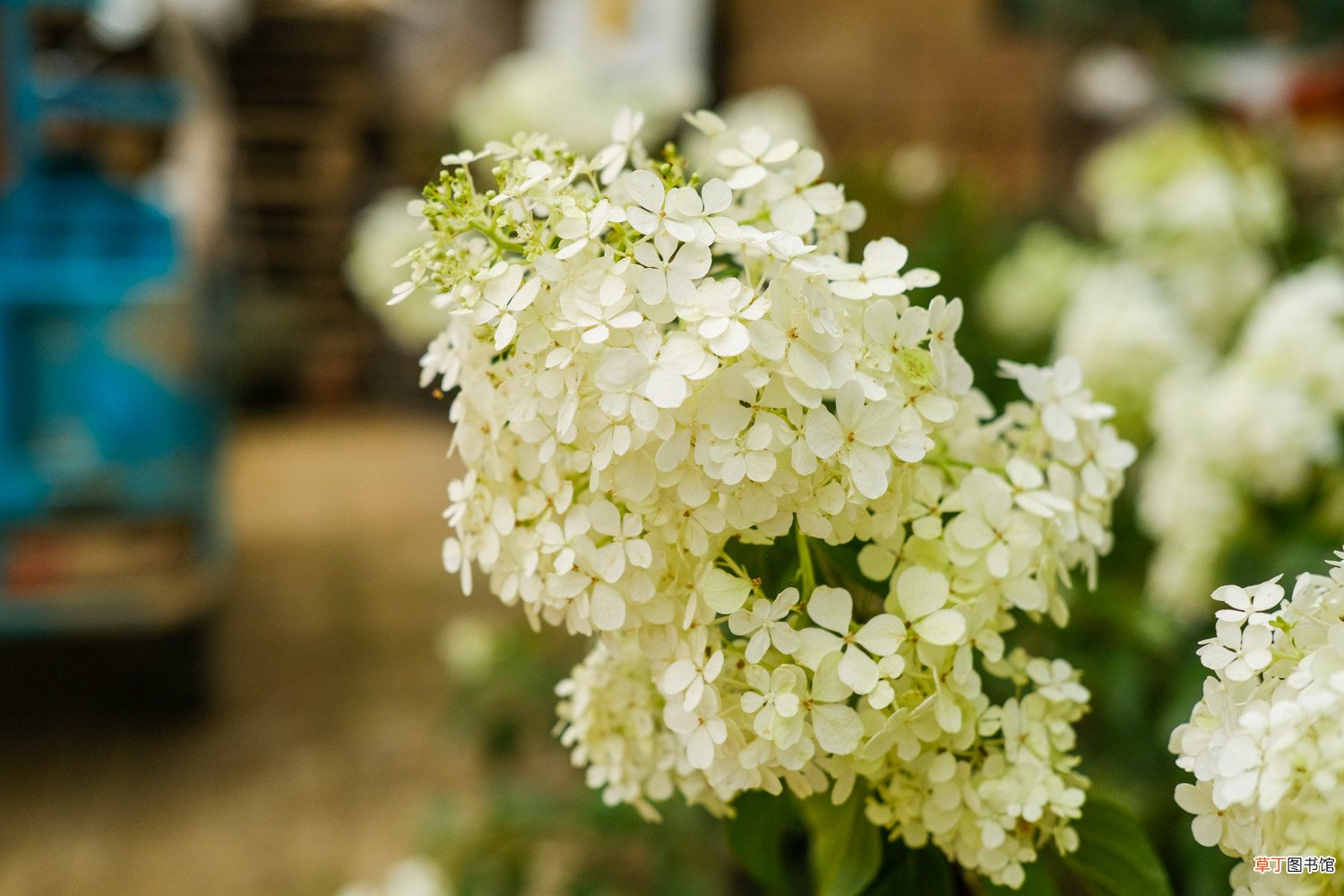 八仙花的养护要点