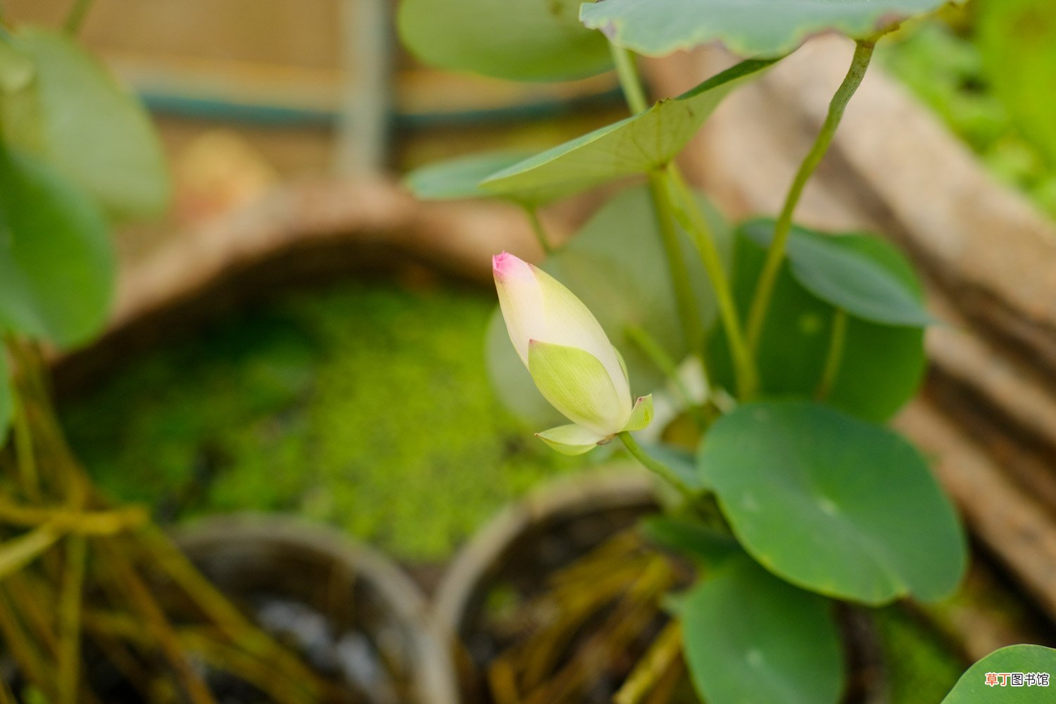 荷花的繁殖方法