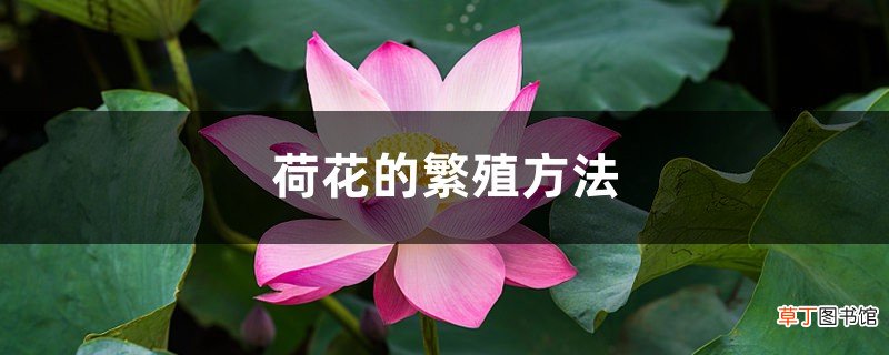 荷花的繁殖方法