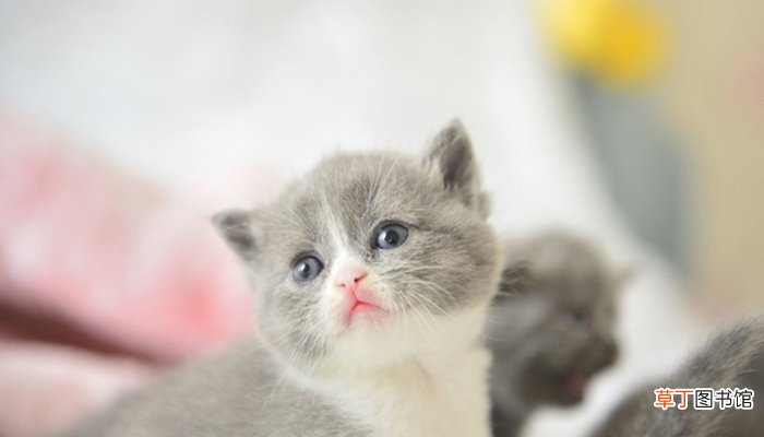 猫能吃火腿肠吗