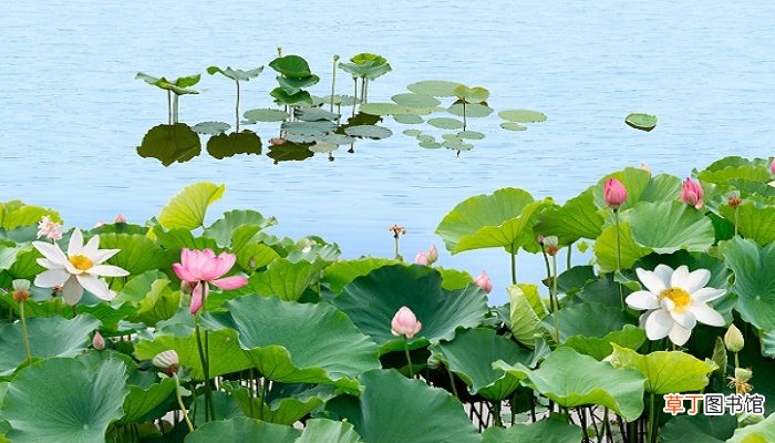 接天莲叶是什么季节的