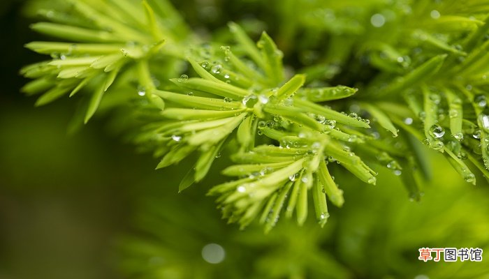 惊蛰是什么季节